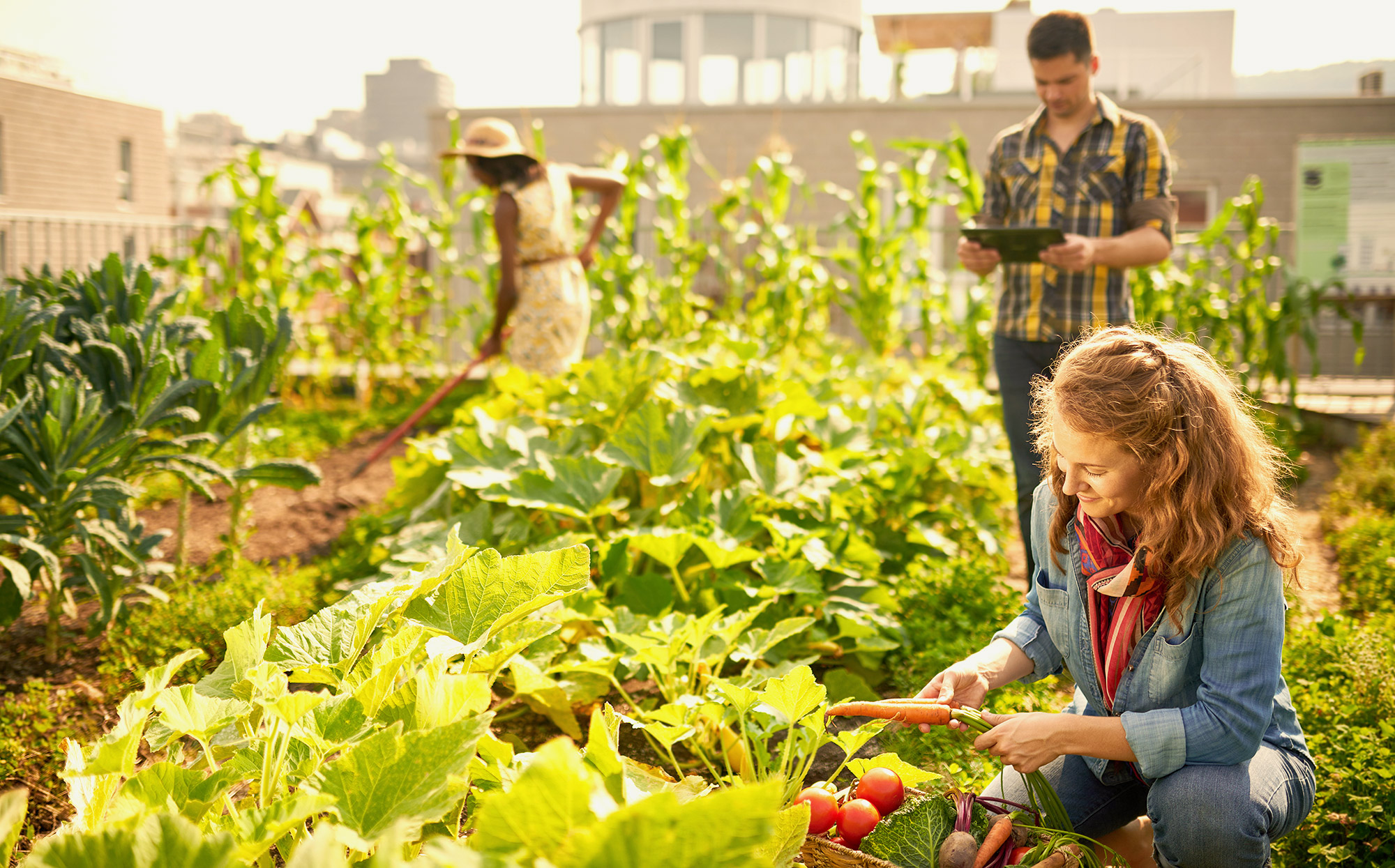 Sustainable Food Systems Graduate Certificate | Harvard Extension School