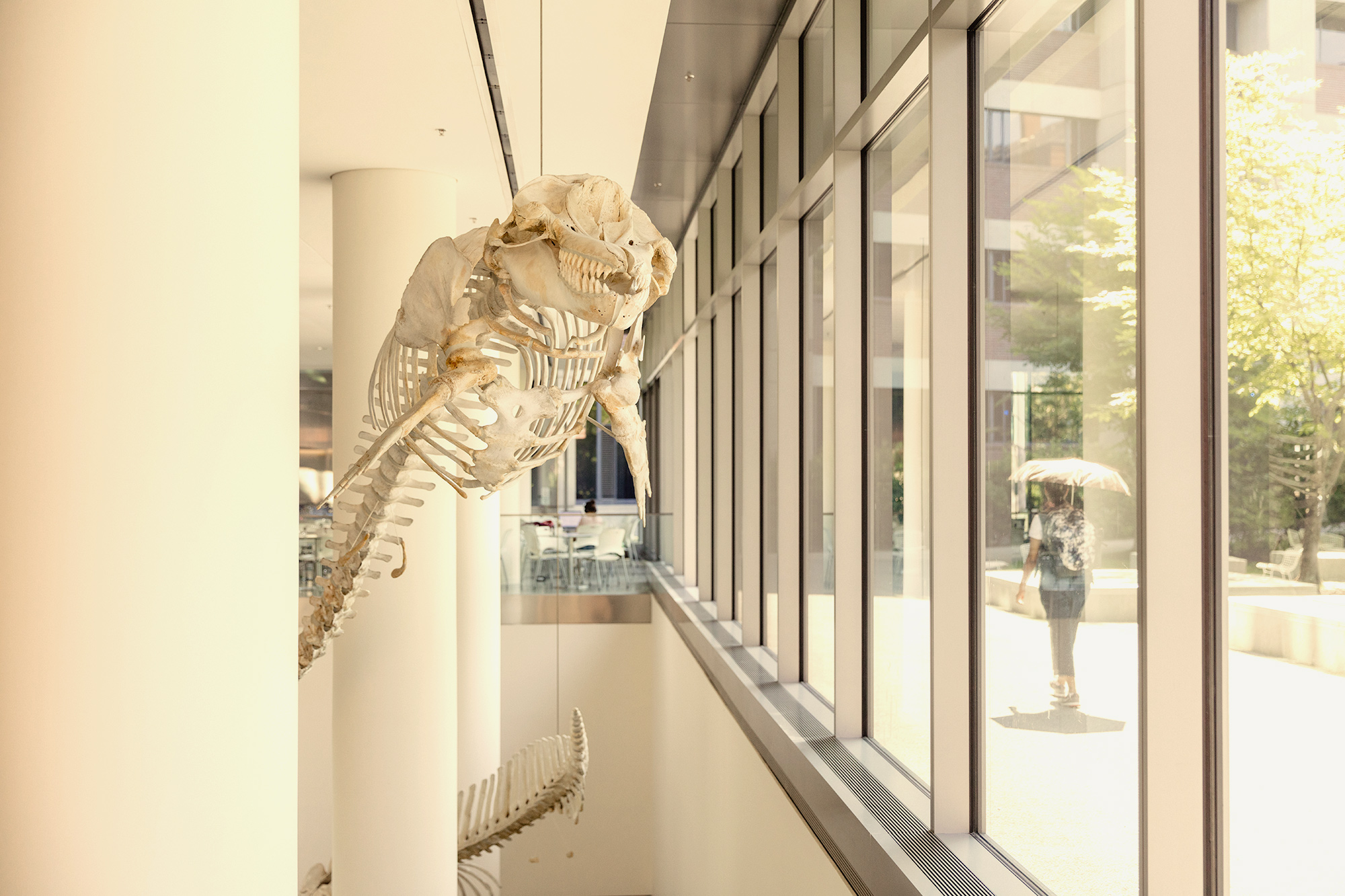 prehistoric skeleton at Harvard Museum