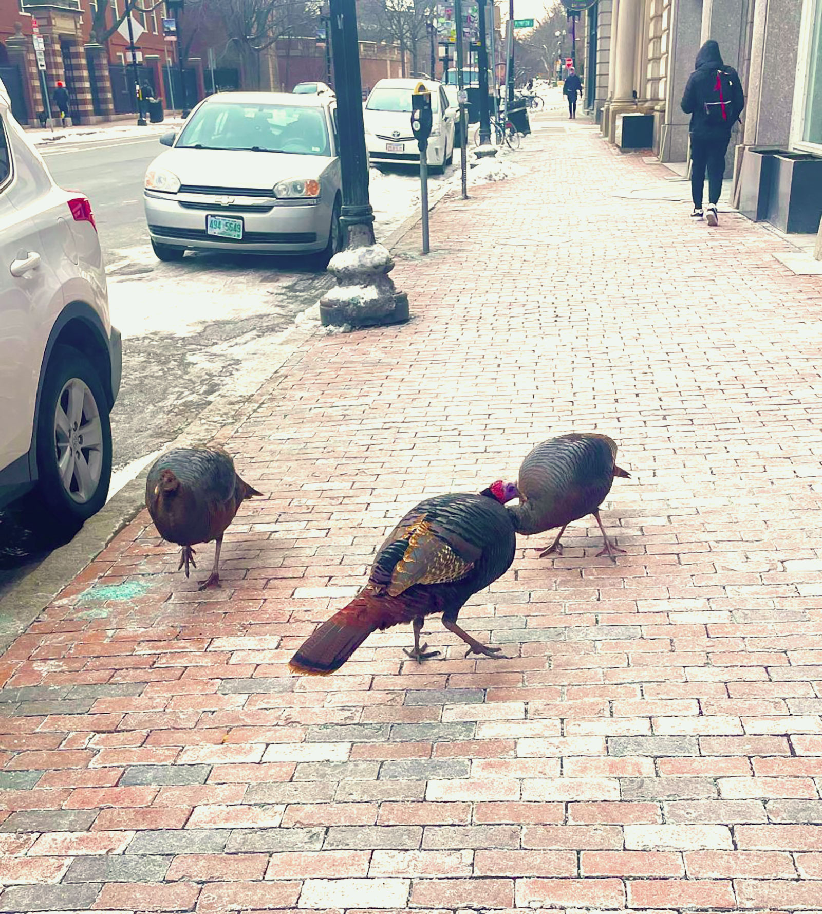 Turkeys.